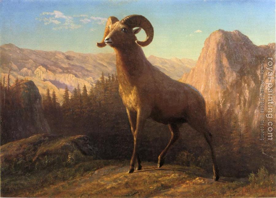 Albert Bierstadt : A Rocky Mountain Sheep Ovis Montana